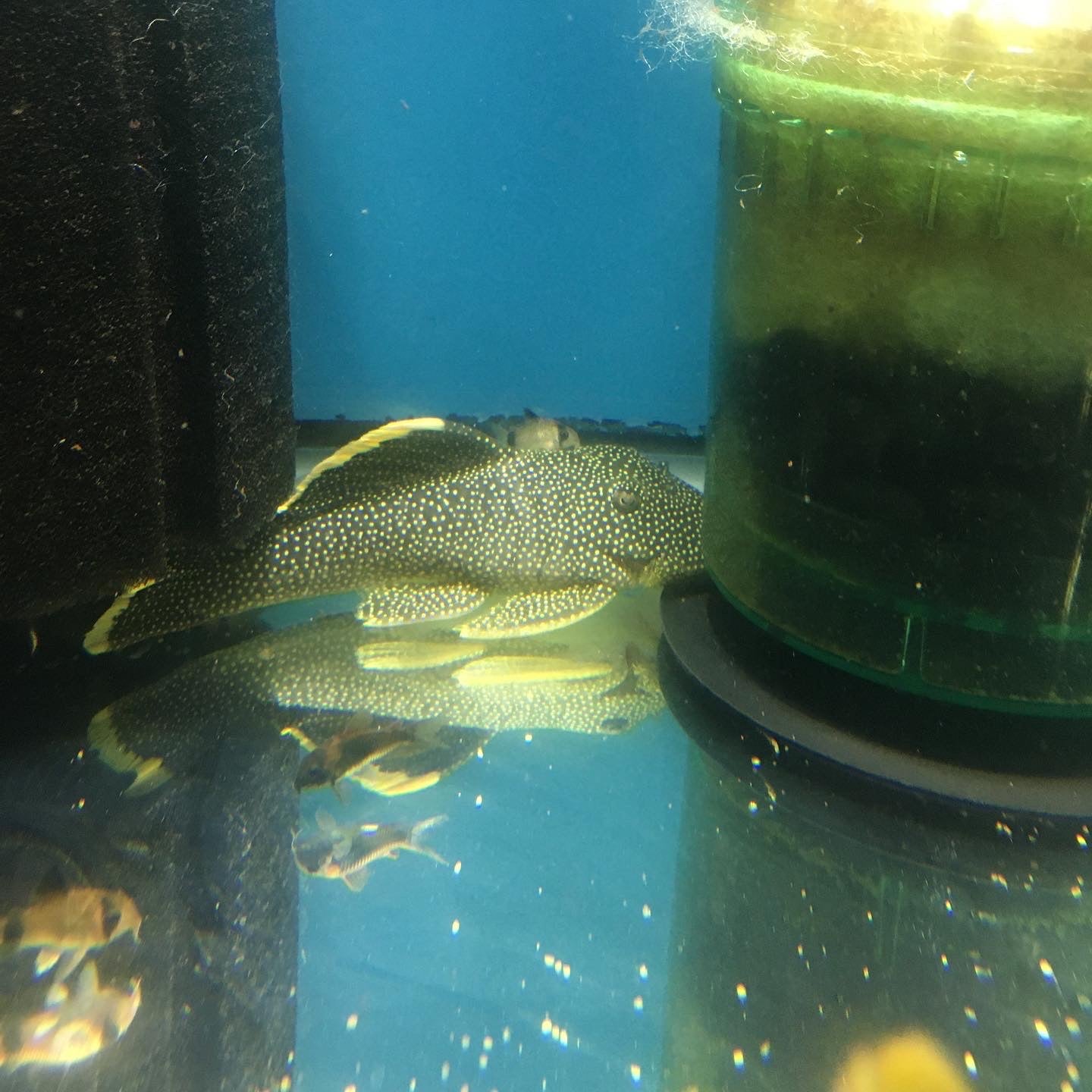 Xlg Gold Nugget Pleco 5-6"