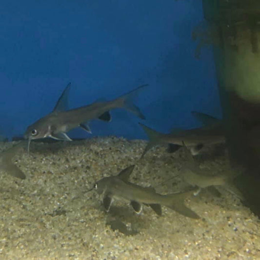 Colombian Shark Catfish3