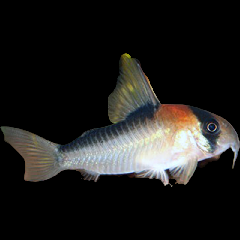 Corydoras Adolfoi