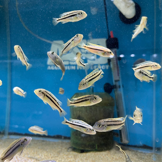 Melanochromis Vermivorus  Mumbo Island F