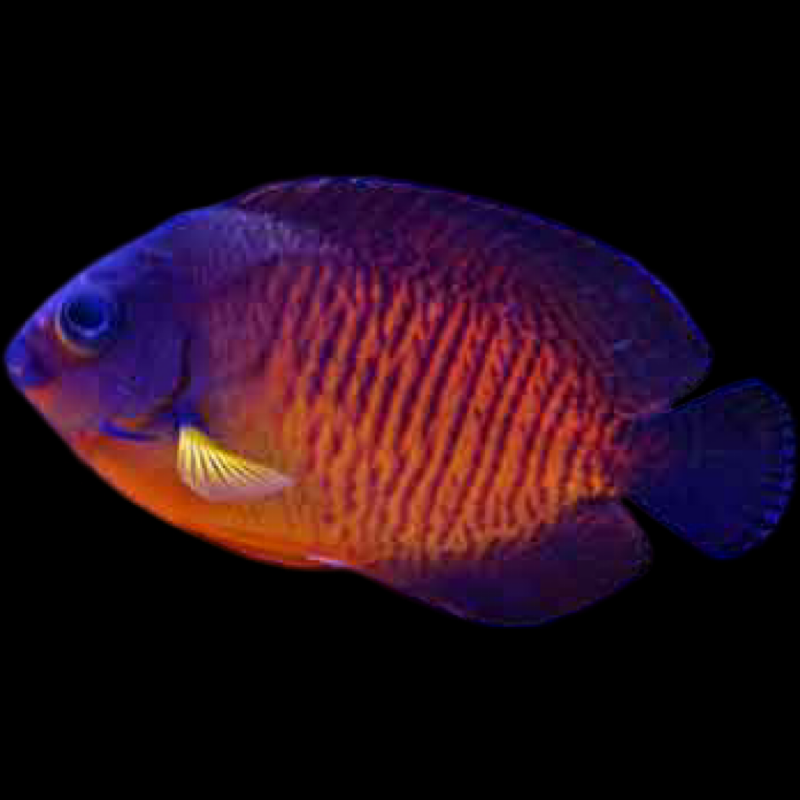 Coral Beauty Angelfish swimming in an aquarium. One of our saltwater reef fish for sale online at AFD