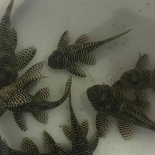 Queen Arabesque Pleco L260