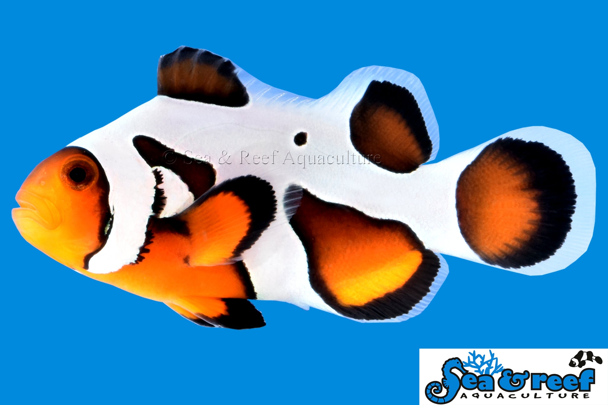 MochaVinci Clownfish Grade B swimming in an aquarium. One of our saltwater reef fish for sale online at AFD