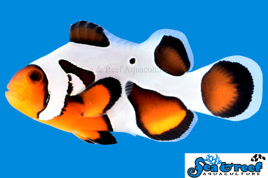 MochaVinci Clownfish Grade B swimming in an aquarium. One of our saltwater reef fish for sale online at AFD