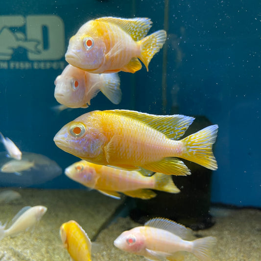 Aulonocara Albino Red Shoulder Male