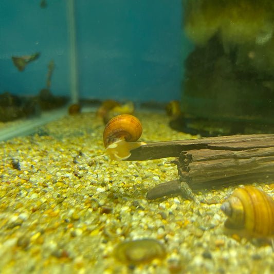 Purple Mystery Snail Regular Or Albino