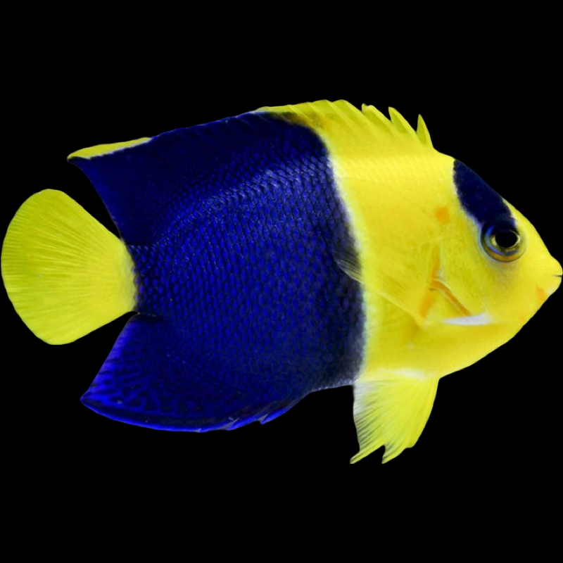 Bicolor Angelfish swimming in an aquarium. One of our saltwater reef fish for sale online at AFD