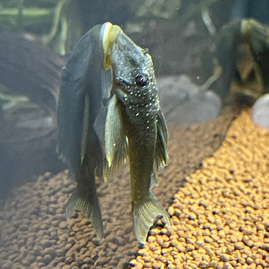 Green Phantom Pleco L200 2-3"