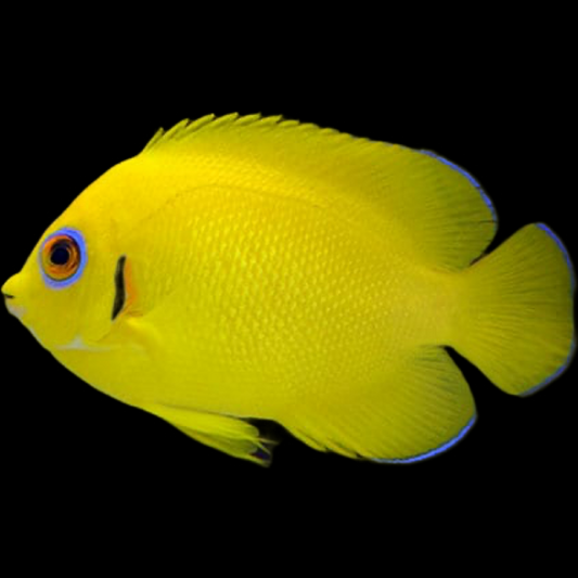 Lemonpeel Angelfish swimming in an aquarium. One of our saltwater reef fish for sale online at AFD