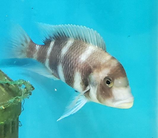 Cyphotilapia Frontosa Red Male