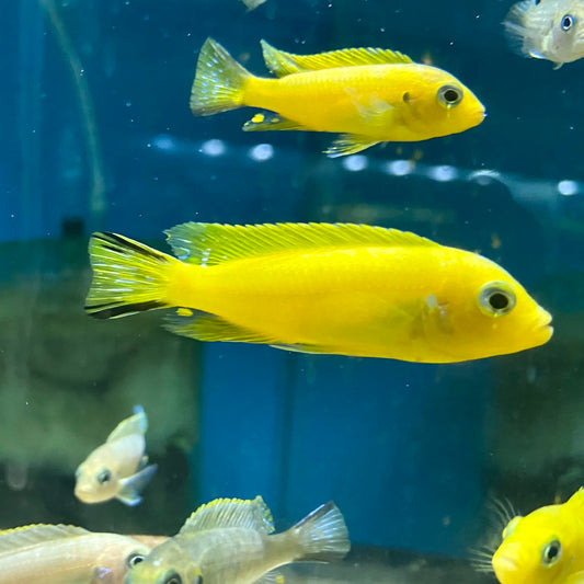 Pseudotropheus sp daktari Hai Reef small