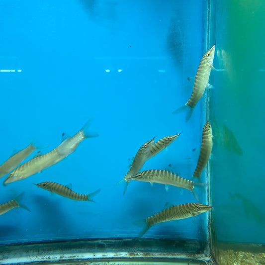 Green Tiger Loach