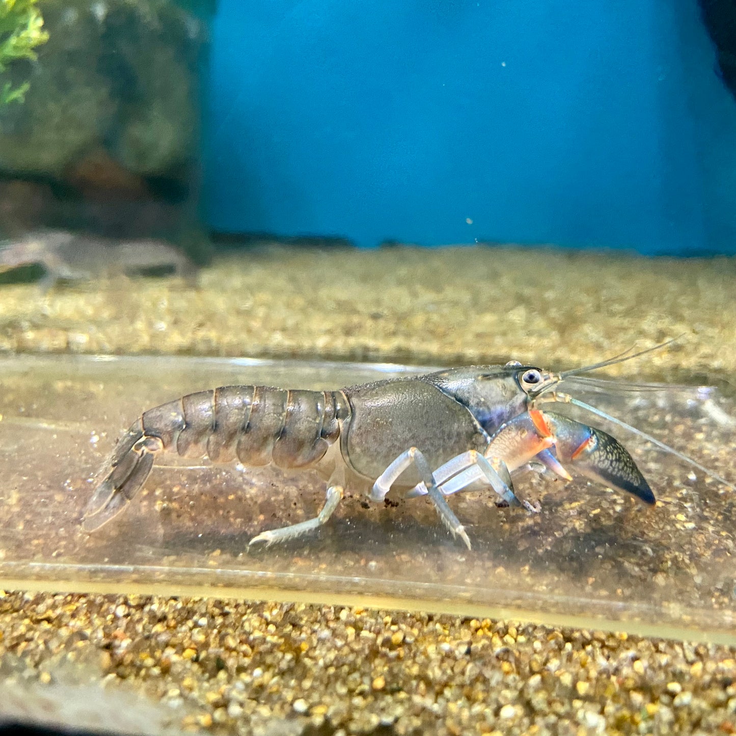 Australian Crayfish ( Cherax Destructor) 2.5"