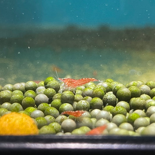 Shrimp  Cherry Neocaridina