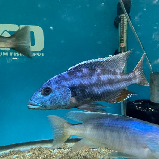 Nimbochromis Fuscotaeniatus Extra Large