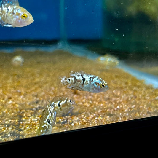 Electric Powder Blue Jack Dempsey