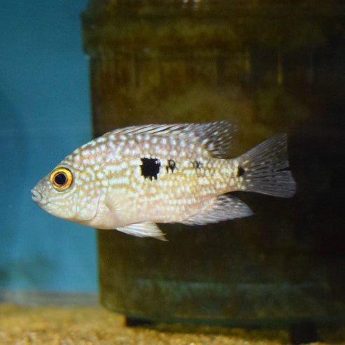 Blue Texas Cichlid Escondido - for sale at Aquarium Fish Depot