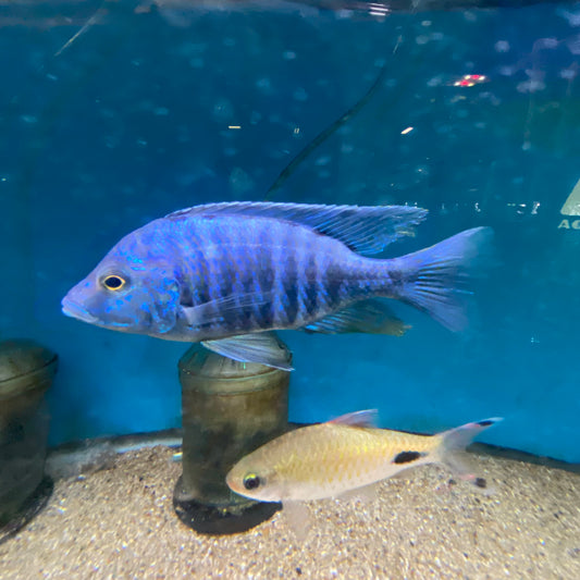 Otopharynx Heterodon Royal Blue Extra Large Male