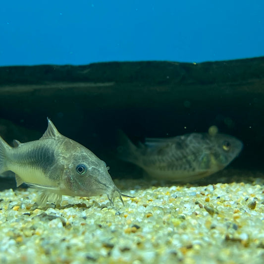 Assorted Corydoras