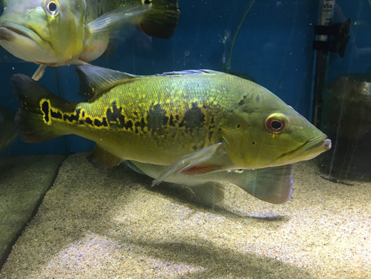 Orinoco Peacock Bass