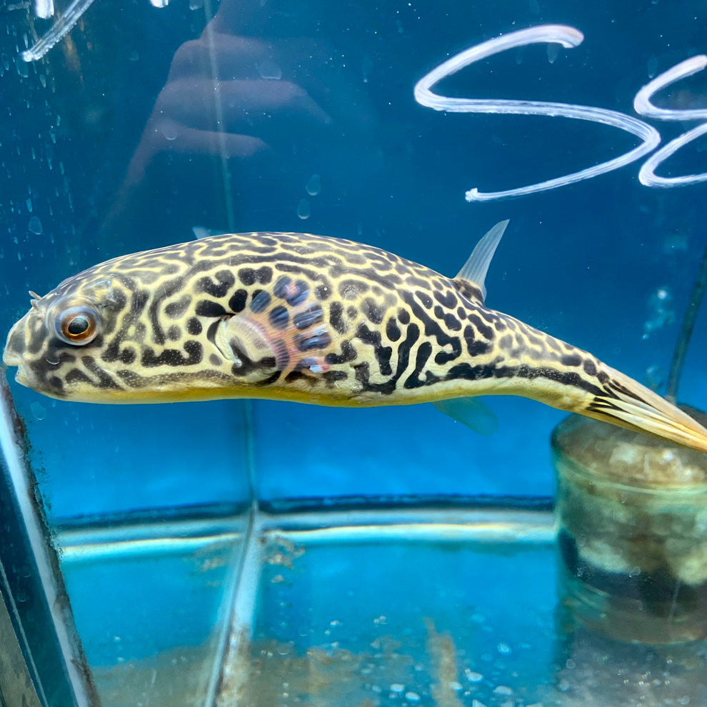 Mbu Puffer Fish Extra for sale at Aquarium Fish Depot