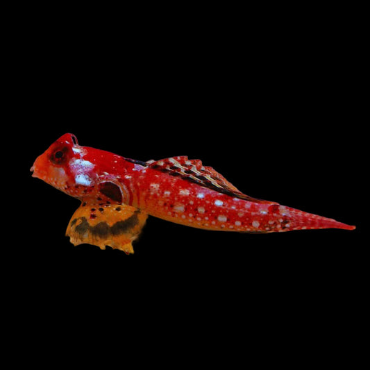 Red Ruby Dragonet swimming in an aquarium. One of our saltwater reef fish for sale online at AFD