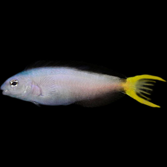 Mossambicus Blenny fish swimming in an aquarium available for sale online and in store at AFD