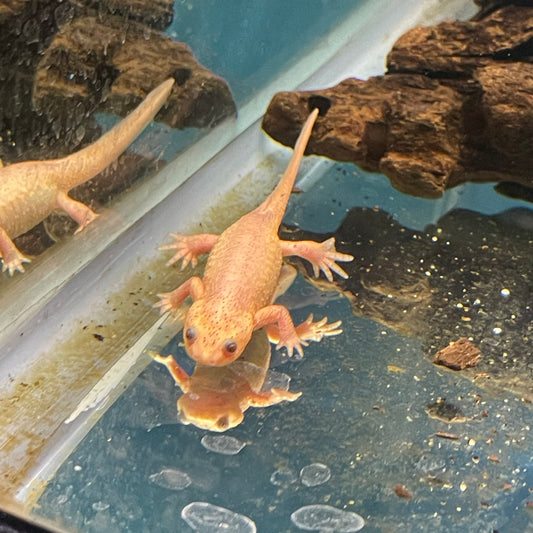 Spanish ribbed newts leucistic