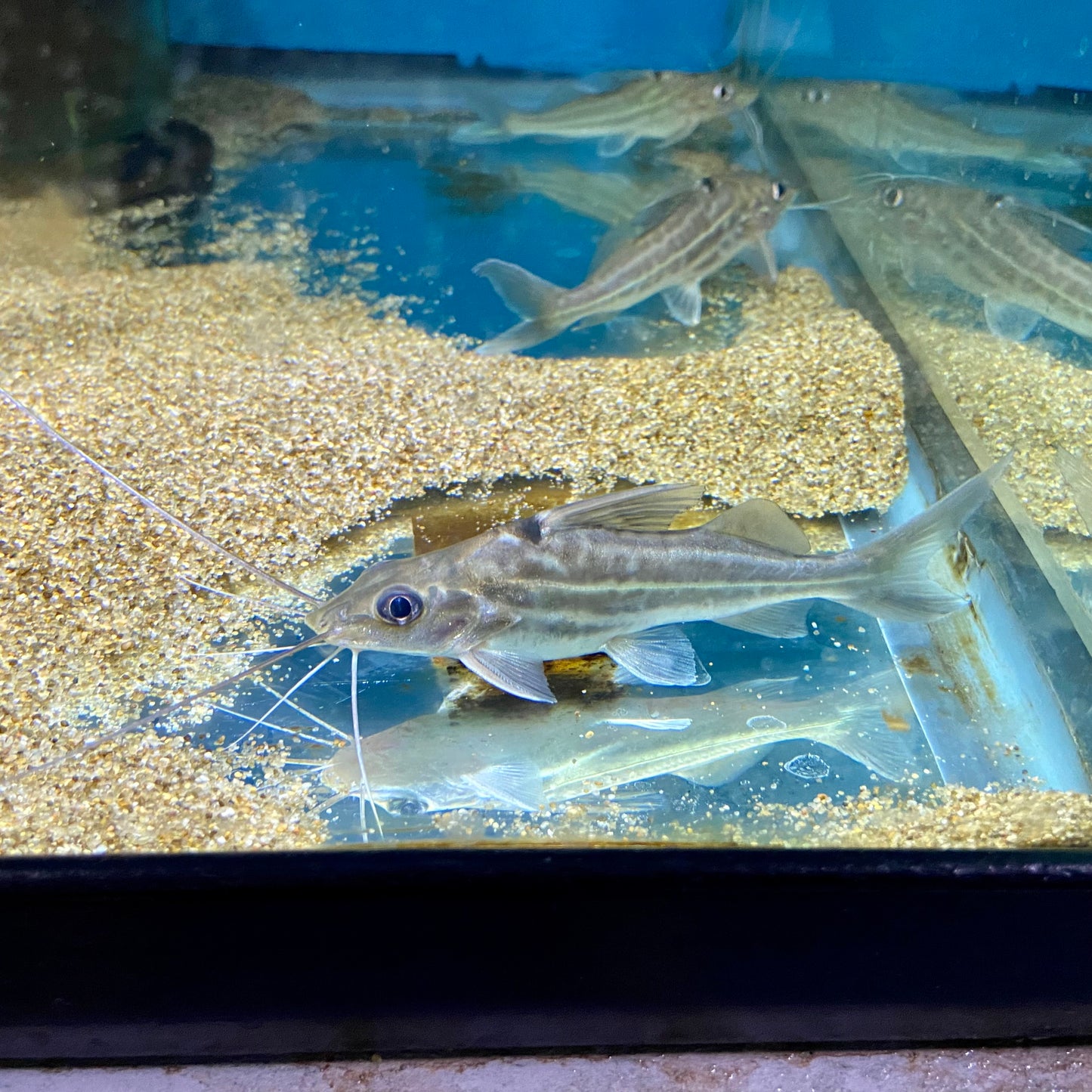 Lined Pimelodus Catfish 4"