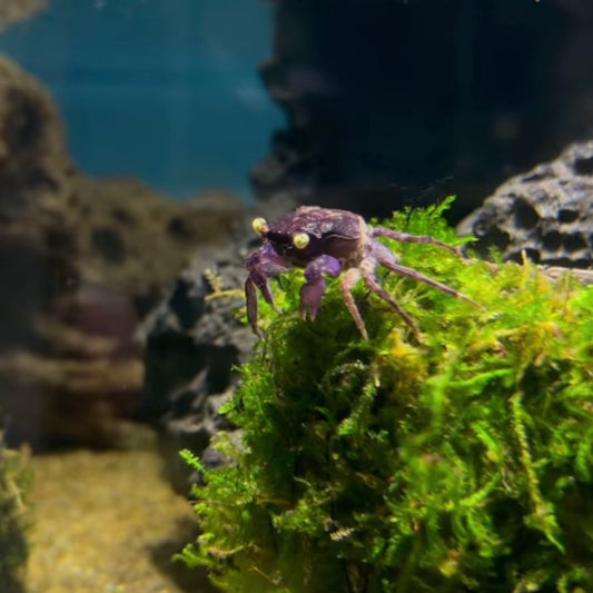 Golden Eye Vampire Crab