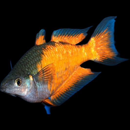 Parkinsoni Rainbowfish