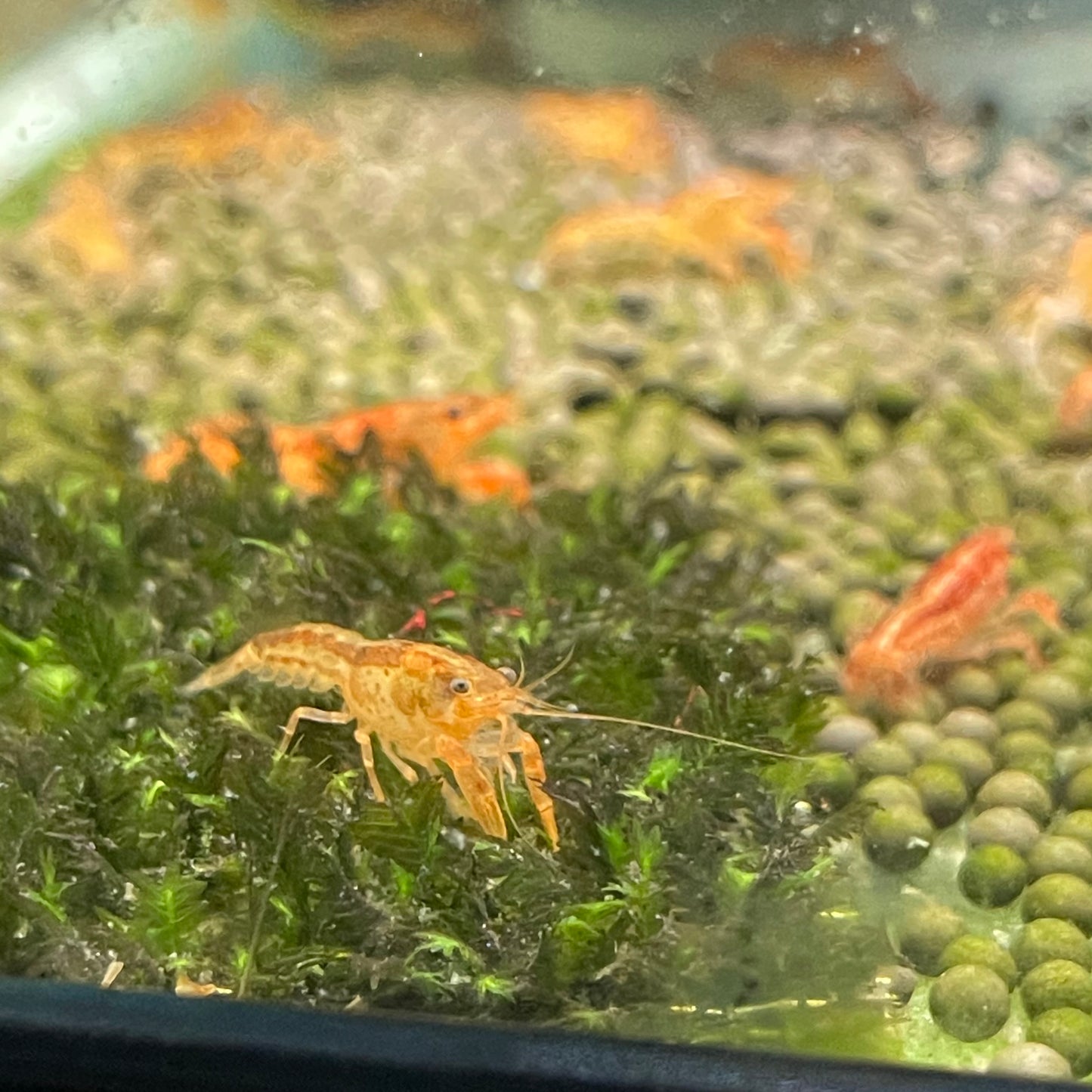 Orange Dwarf Crayfish (Cambarellus cf. patzcuarensis)