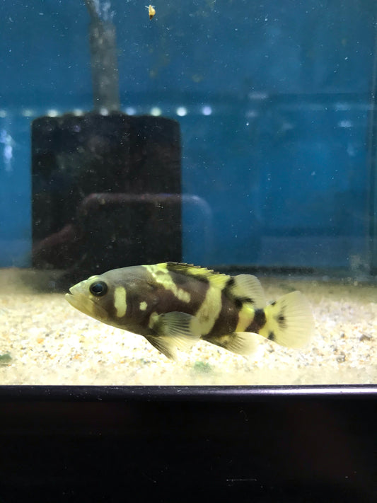 Queensland Bumblebee Grouper