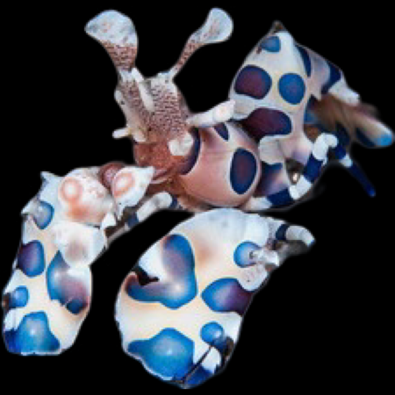 Harlequin Shrimp