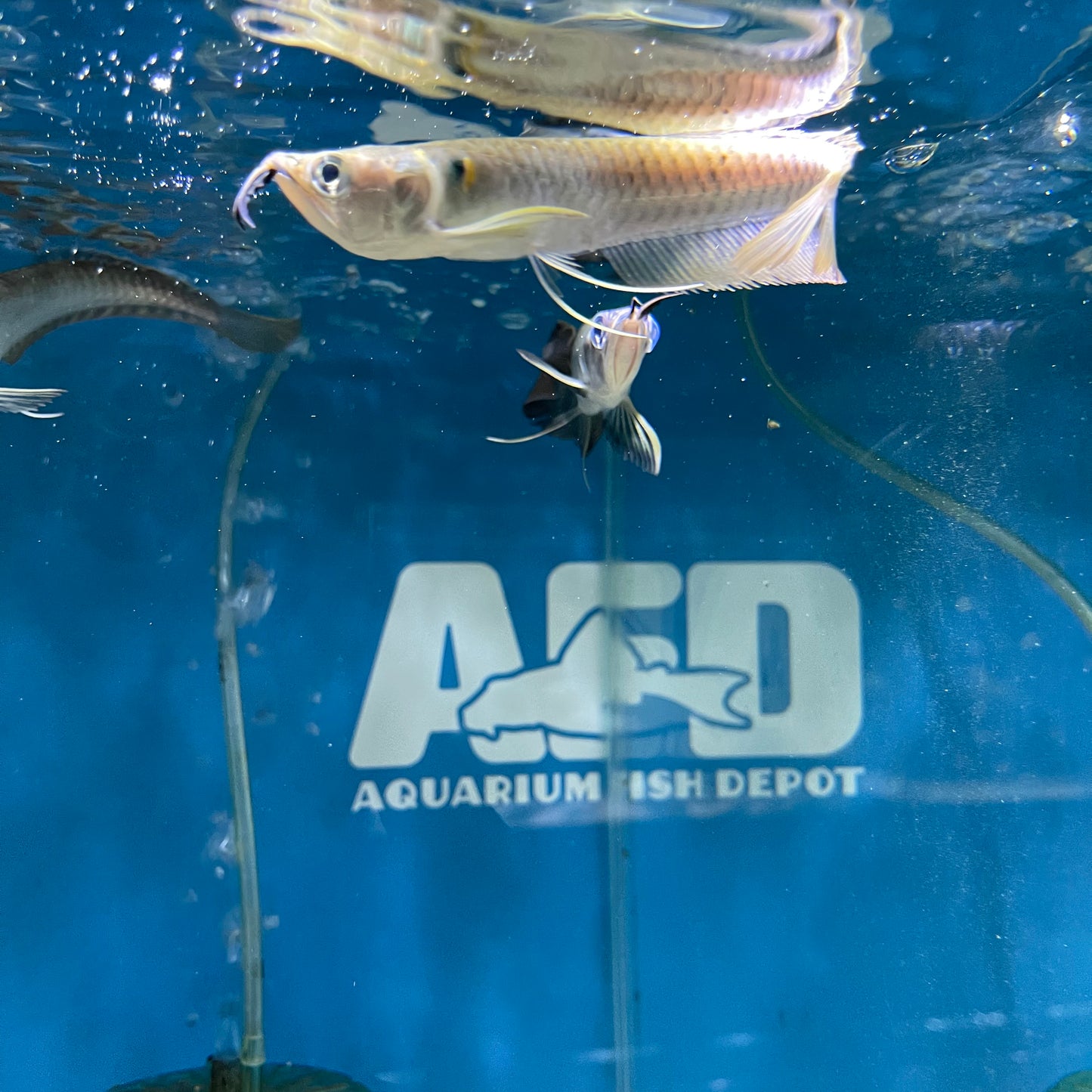 Silver Arowana Osteoglossum bicirrhosum