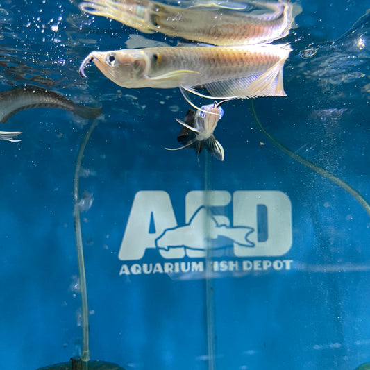 Silver Arowana Osteoglossum bicirrhosum