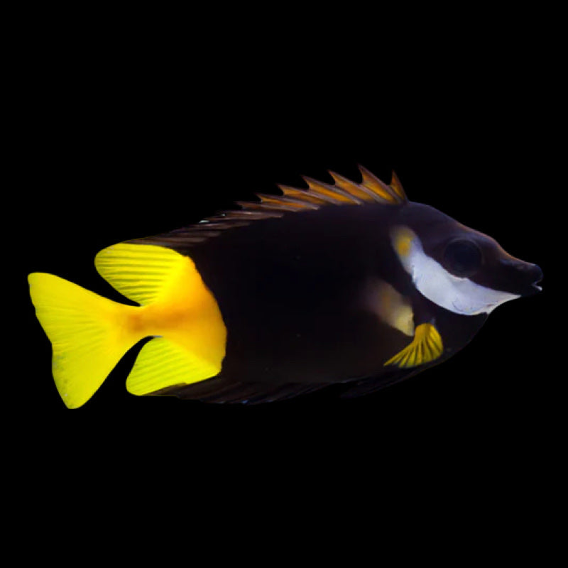 Fiji Foxface swimming in an aquarium. One of our saltwater reef fish for sale online at AFD