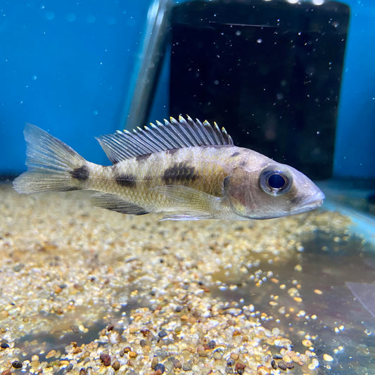 Otopharynx lithobates red top female