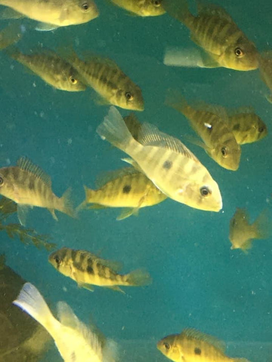 Gymnogeophagus Balzanii