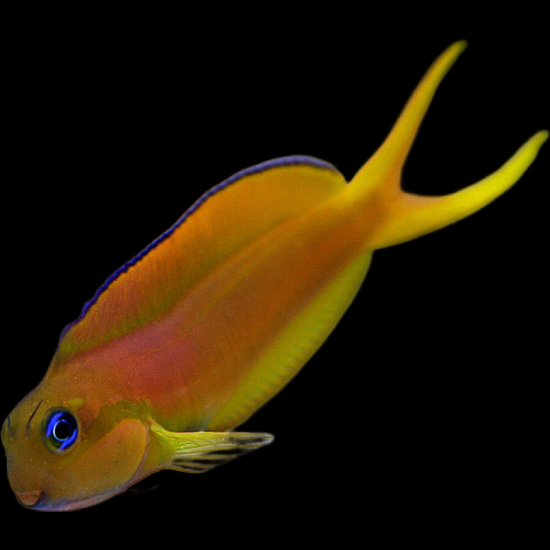 Golden Midas Blenny fish swimming in an aquarium available for sale online and in store at AFD