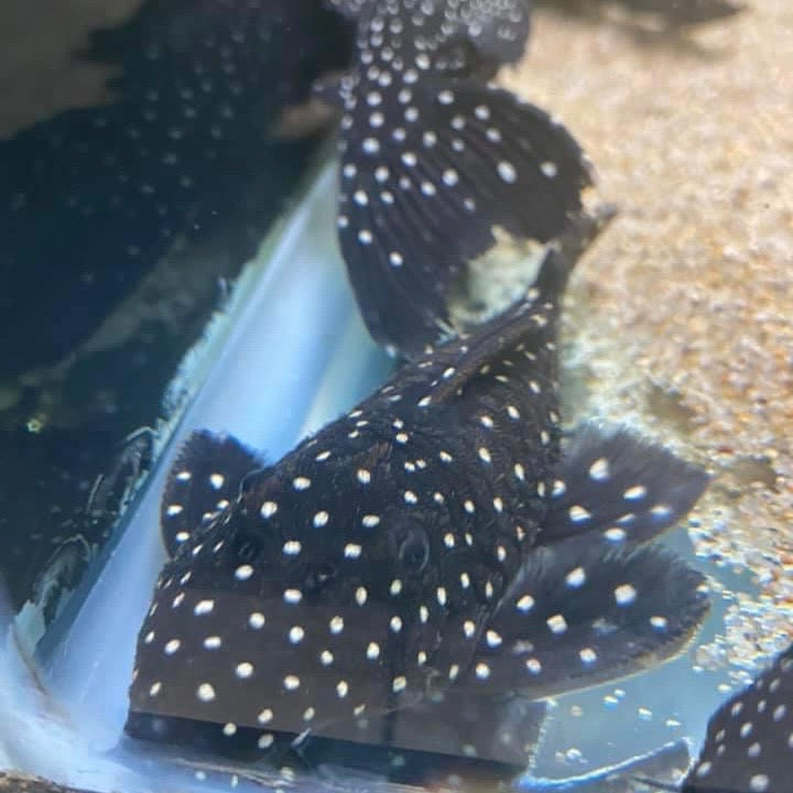 Vampire Pleco (Leporacanthicus Galaxias) L029 Extra Large