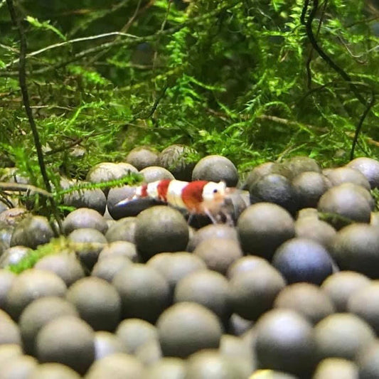 Shrimp  Red King Kong Caridina