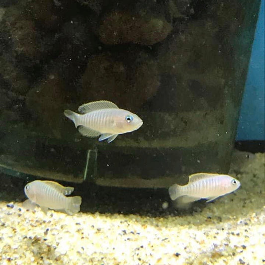 Lamprologus Multifasciatus