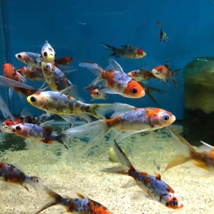 Calico Shubunkin Goldfish