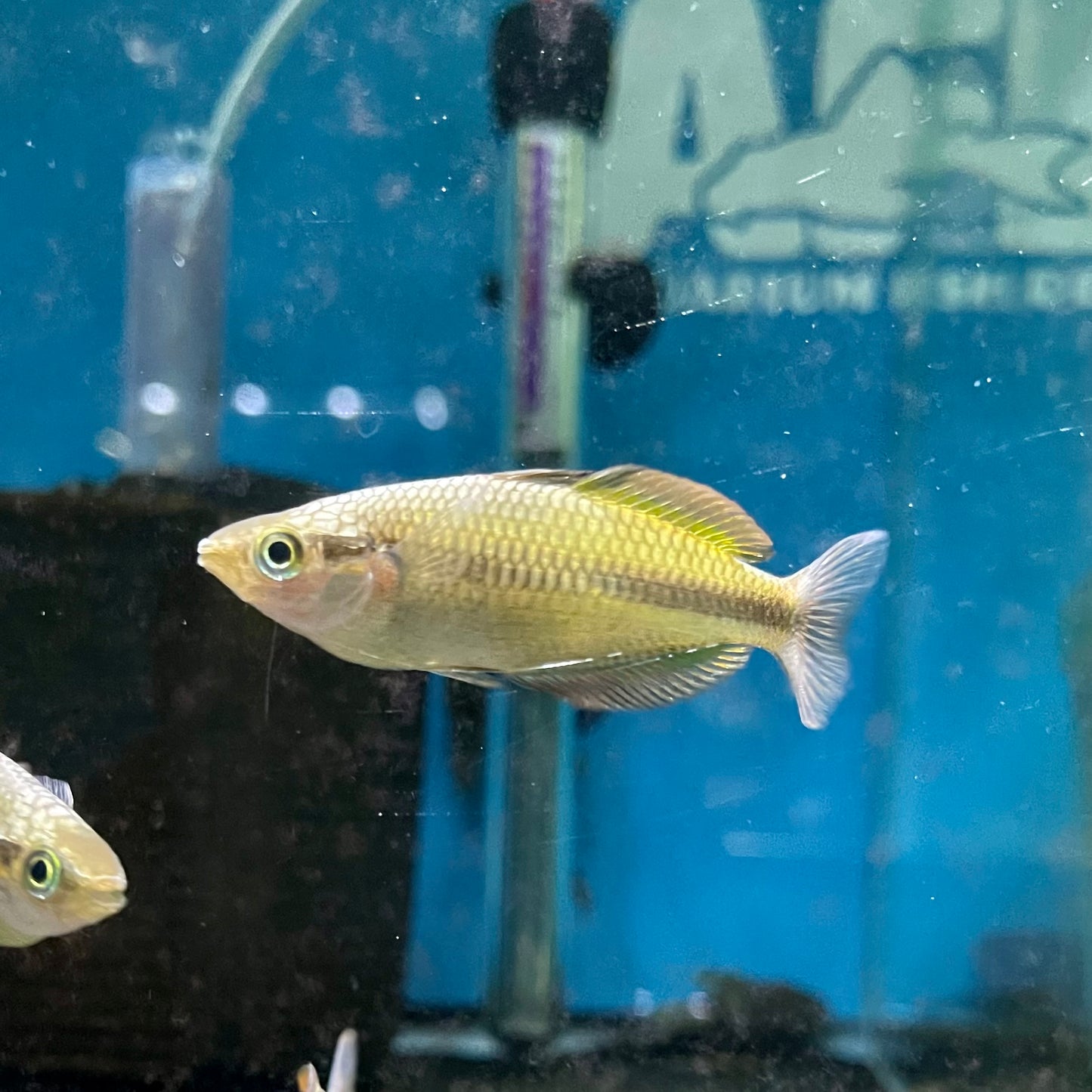 Yellow Rainbowfish  M Herbertaxelrodi