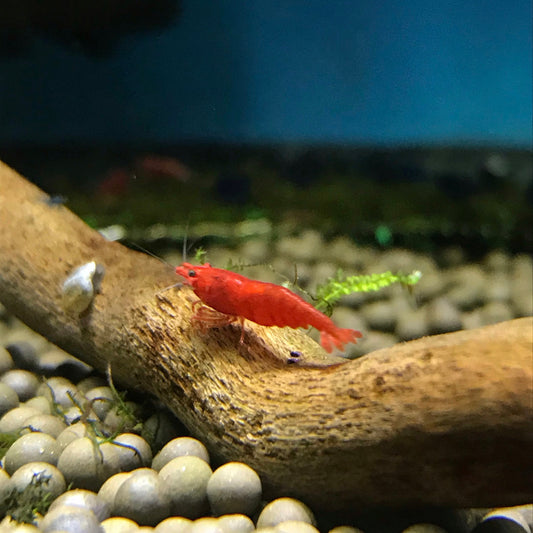 Shrimp  Bloody Mary Neocaridina