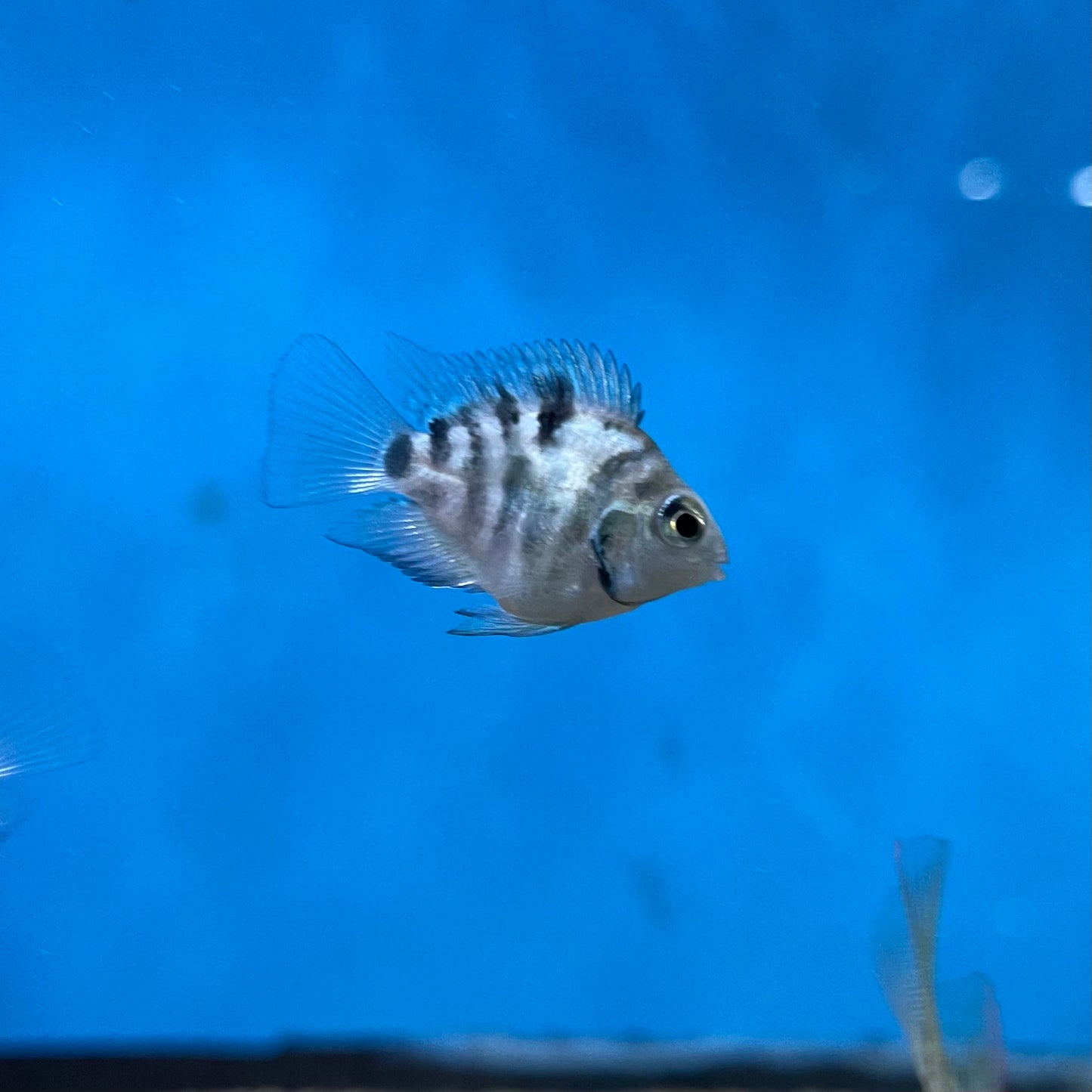 Polar Blue Parrot Convict Hybrid Cichlid