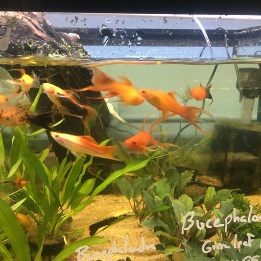 Lg Hifin Lyretail Swordtail