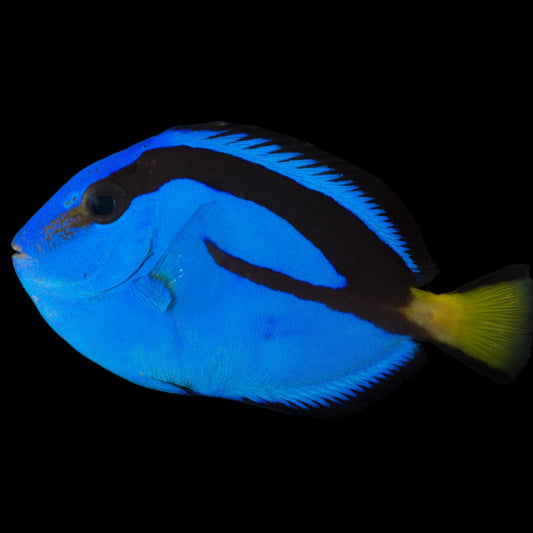 Blue Hippo Tang swimming in an aquarium. One of our saltwater reef fish for sale online at AFD