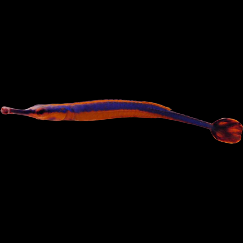 Blue Striped Pipefish fish swimming in an aquarium available for sale online and in store at AFD